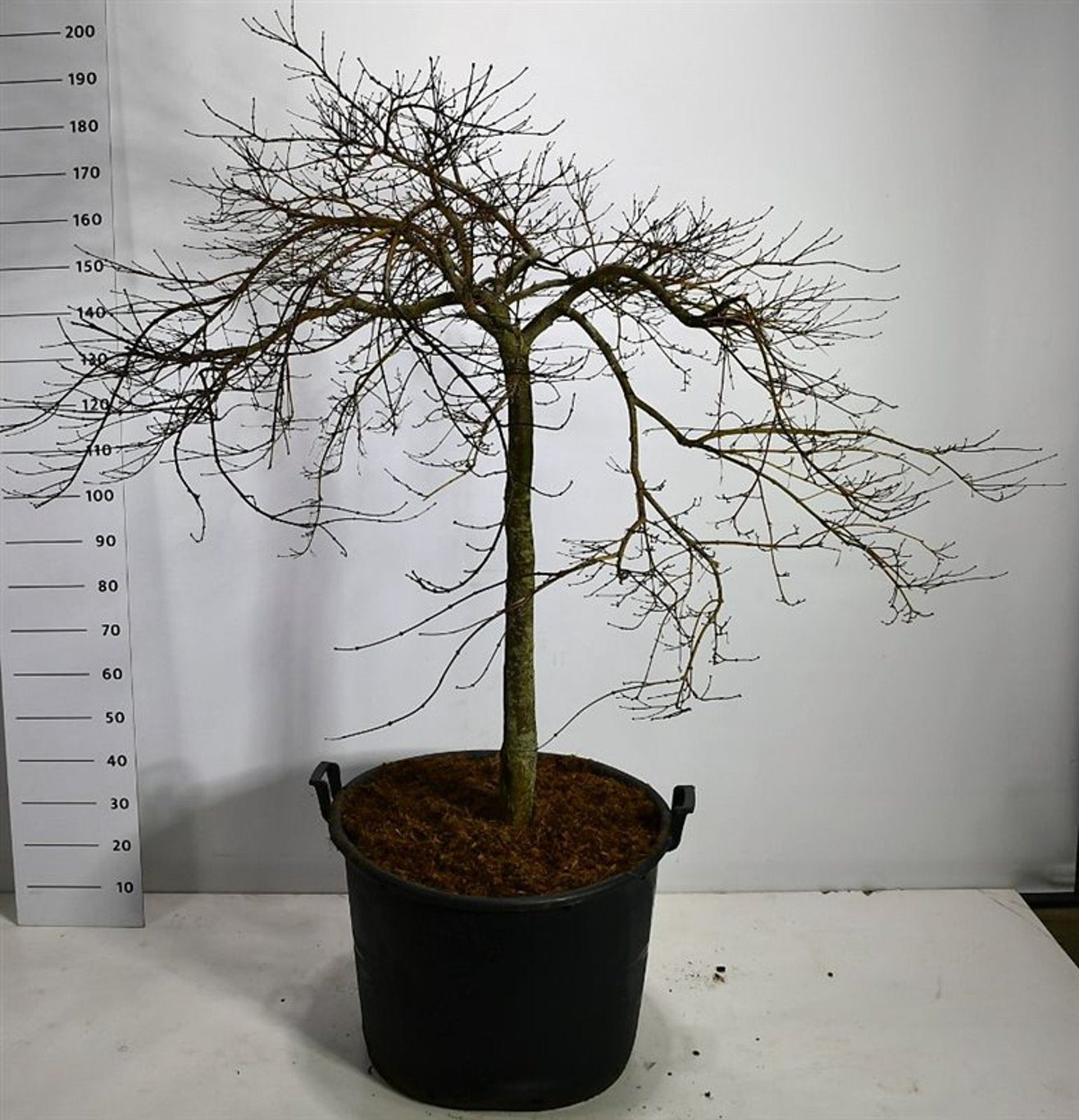 Acer pal. 'Stella Rossa' - C130 150-175 CM